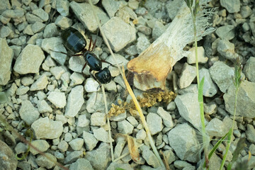 A large brown ant on a stony sand path.