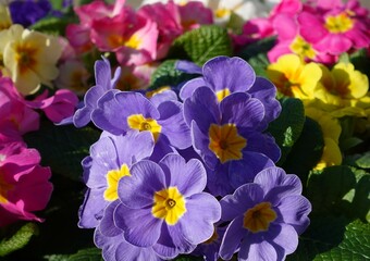 Different colorful primula primrose in blue, pink, yellow and violet