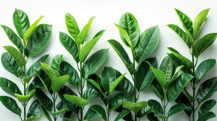 green leaves of tropical plants Flowers in the garden, nature background, isolated on white background.