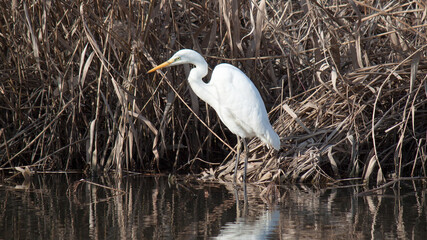 great blue heron