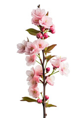 Naklejka na ściany i meble pink cherry blossom
