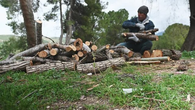 Full length portrait Caucasian man in casual denim, gathering firewood for making fire while camping. Lumberjack man collecting chopped logs in the forest, preparing for wintering and heating house