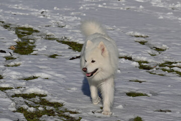 samoyedo con palo en la boca