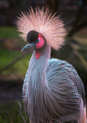 Fototapeta premium Bird