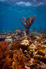Fototapeta na wymiar Elkhorn Coral at Oostpunt / Eastpoint, Curaçao