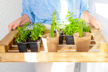 young woman in blue dress planting flowers on spring terrace in home garden, seedlings growing, country house veranda