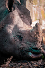 Fototapeta premium Rhino