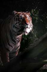 Bengal tiger