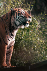 Bengal tiger