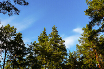 tall pine trees and blue sky in summer forest