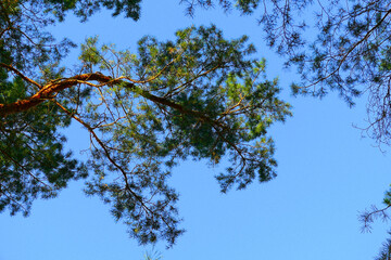 Obraz premium huge branches of pine trees on the background of the blue sky in the forest in summer