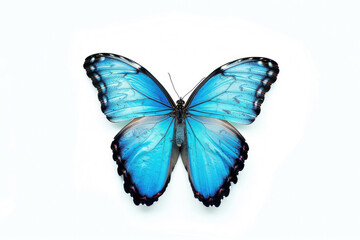 Fototapeta na wymiar A vibrant blue butterfly stands out against a pristine white background, exuding elegance and beauty