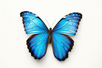 Fototapeta na wymiar A vibrant blue butterfly stands out against a pristine white background, exuding elegance and beauty