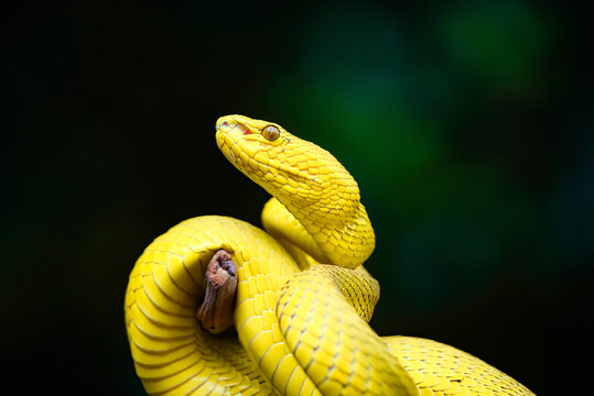 snake on a black background