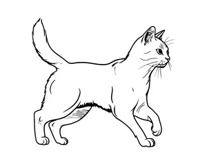 a cat sketch on white, walking cat line art, pet cat, cute white cat, pussy cat