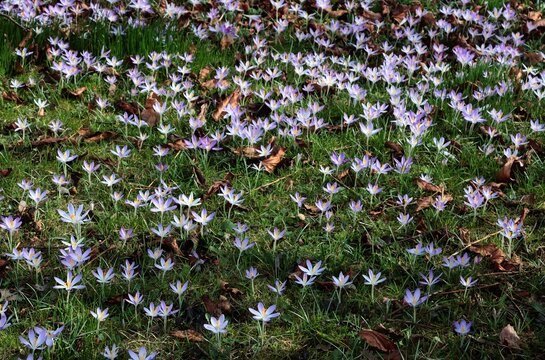 lila and white crocus flowers at spring in park