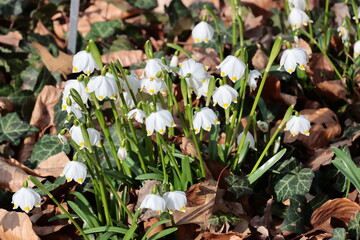 pretty white flowers of Leucolium Vernum at spring in park - 750114508