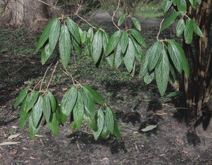 green big leaves of Viburnum Rhytidophyllum bush in park - 750114581