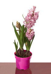 pink and lila hyacinth flowers close up