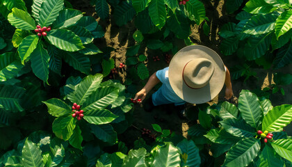 Farmer or picker working on his coffee farm, unrecognizable person under hat, red berries growing on bushes in foreground, view from above. Generative AI - obrazy, fototapety, plakaty