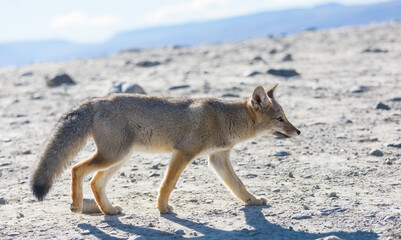 Fox in Patagonia