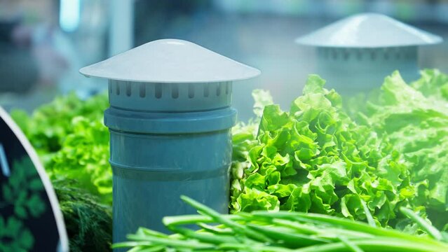 Fresh greenery food under cooling water steam. Humidifier for vegetables in grocery store. Green vegetables cooled and humidified by cold steam spray system. Close-up in 4K, UHD