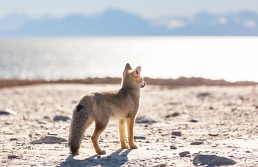 Fox in Patagonia