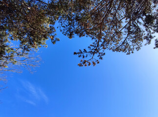coniferous tree crown on a sunny blue sky, bottom view, space for text