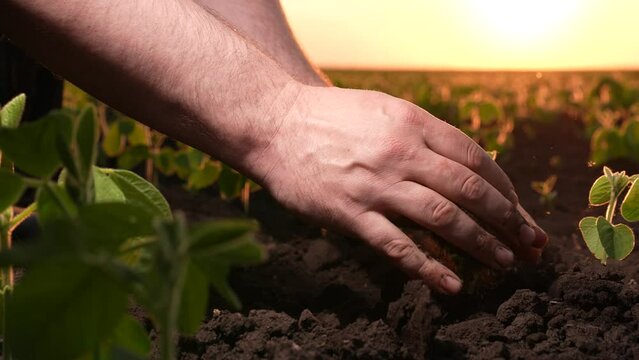 farmer hands hold soil earth sunset. agriculture. Engineer checks soil fertility with argon. business ricks employee land agro company. farmer hands pouring earth sunset. modern agro farm eco. eco