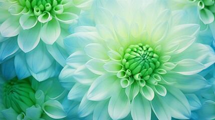 A close-up macro shot highlights the vibrant blue-green hues of a chrysanthemum flower, creating a colorful backdrop reminiscent of summer and spring. - obrazy, fototapety, plakaty
