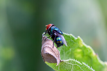 close up of a fly