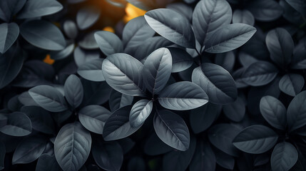 leaves on black