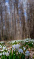 Leucojum vernum (spring snowflake) in spring forest, Czech republic, Europe - 750118775
