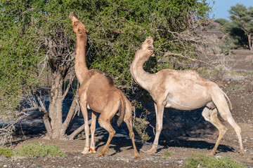 Camels of the Arabian Desert, Oman, cities of Arabia, sights of Oman