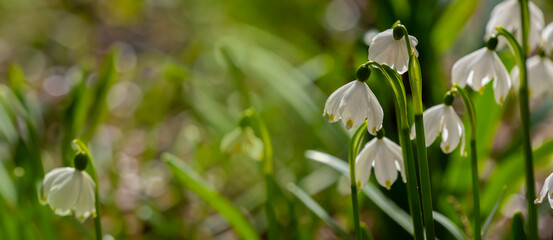 Leucojum vernum (spring snowflake) in spring forest, Czech republic, Europe - 750119559