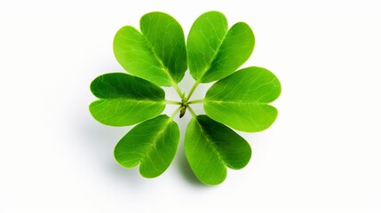 A macro shot of a clover plant is isolated against a white background, revealing intricate details.