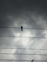 Crow sitting on a cable on a cloudy day