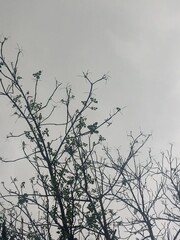 Beautiful sky and tree branches 