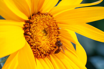 bee sipping nectar on yellow sunflower flower