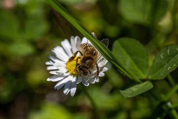 visuale macro dall'alto su di un'ape sopra un fiore bianco, illuminata dal sole, di giorno, in primavera