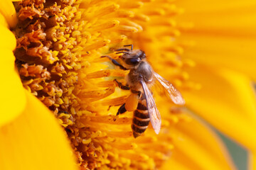 bee sipping nectar on yellow sunflower flower
