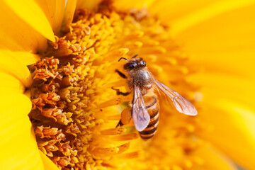 bee sipping nectar on yellow sunflower flower