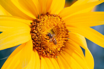 bee sipping nectar on yellow sunflower flower