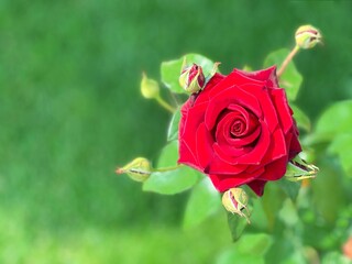 red rose on green grass