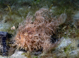 A Striated Frogfish (Antennarius striatus) in Florida, USA