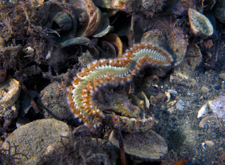 A Bearded Fireworm (Hermodice carunculata) in Florida, USA