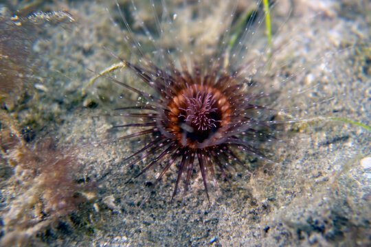 A Banded Tube-dwelling Anemone (Isarachnanthus nocturnus) in Florida, USA