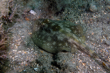 A Yellow Stingray (Urobatis jamaicensis) in Florida, USA