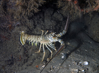 Caribbean Spiny Lobster (Panulirus argus) in Florida, USA