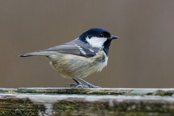 Coal tit